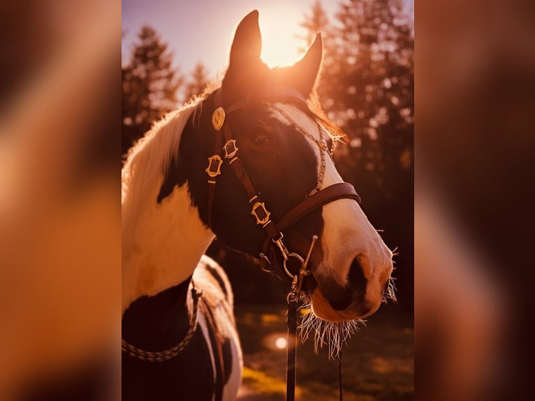 Westernsattel Western Imports 16"