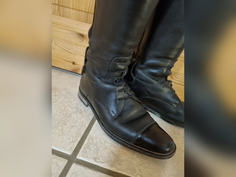 Cavallo Fortis gr 5 H48/W36