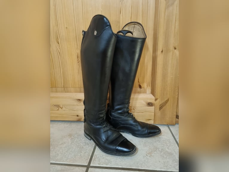 Cavallo Fortis gr 5 H48/W36