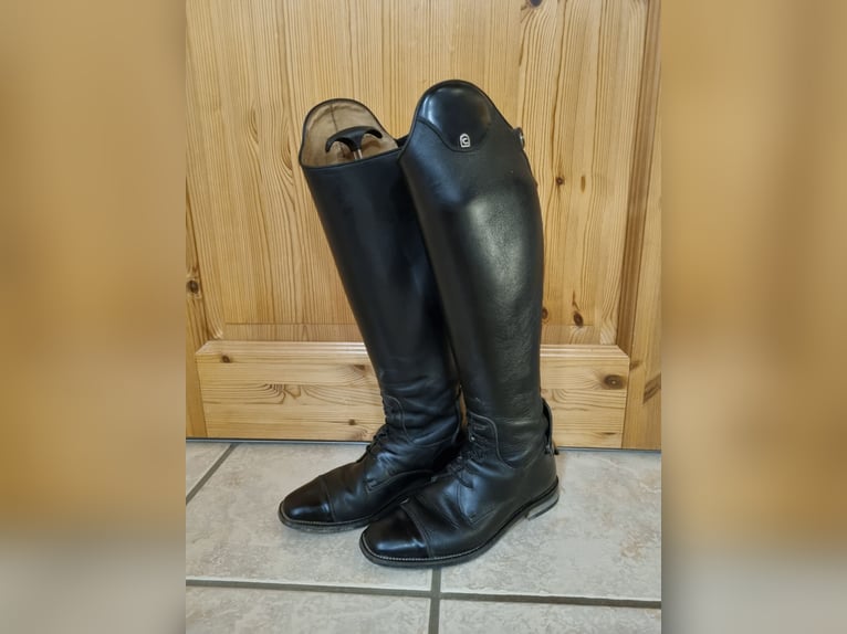 Cavallo Fortis gr 5 H48/W36