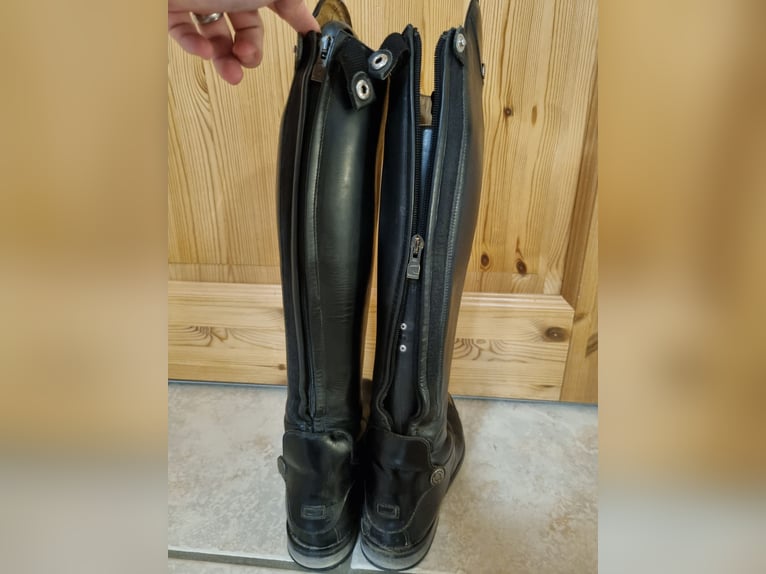 Cavallo Fortis gr 5 H48/W36