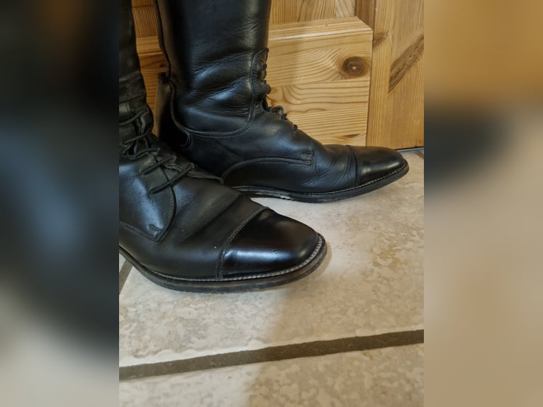 Cavallo Fortis gr 5 H48/W36