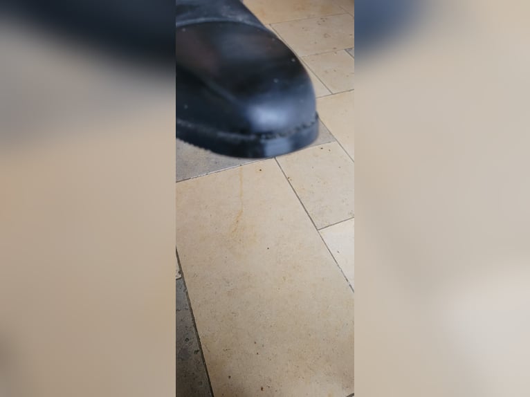 Reitstiefel Steeds 37-W Leder schwarz