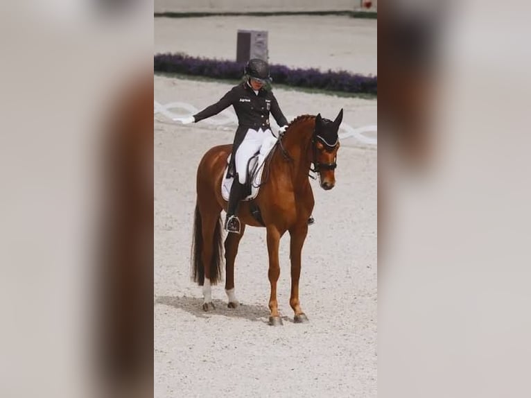 2 Tickets World Championships Aachen 2026 Dressur Dauerkarten