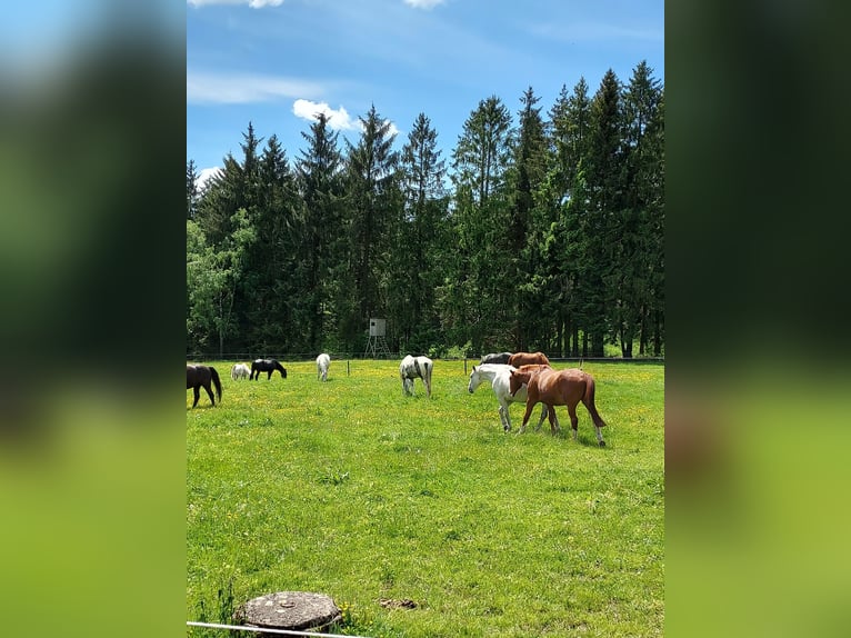 Boxen / Plätze im Laufstall Stuten & Wallache getrennt / Rentnerplätze / Aufzucht / 