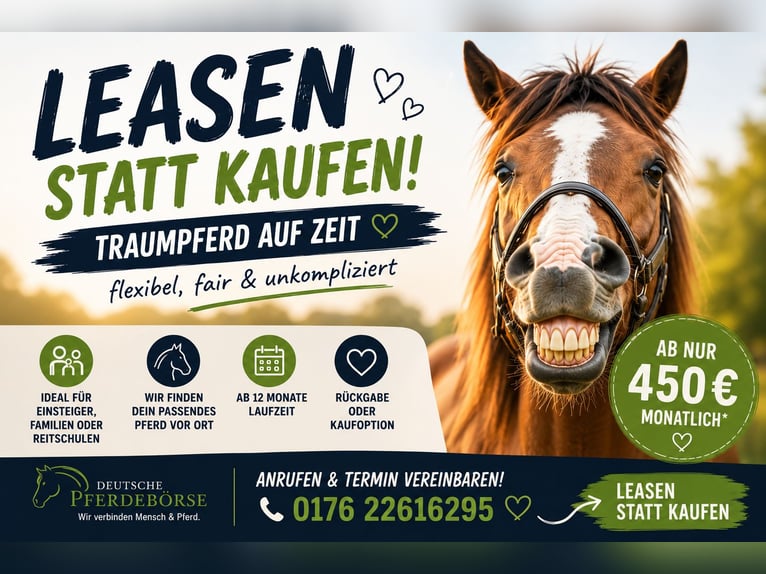 Dein Traumpferd auf Zeit!