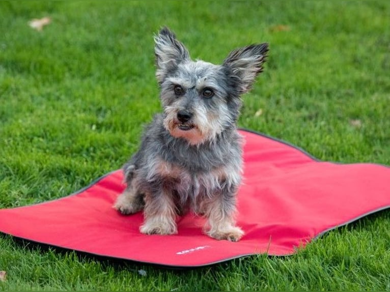 EQUUSIR BIOS HOME Hundedecke – Mehr Wohlbefinden für Deinen Hund