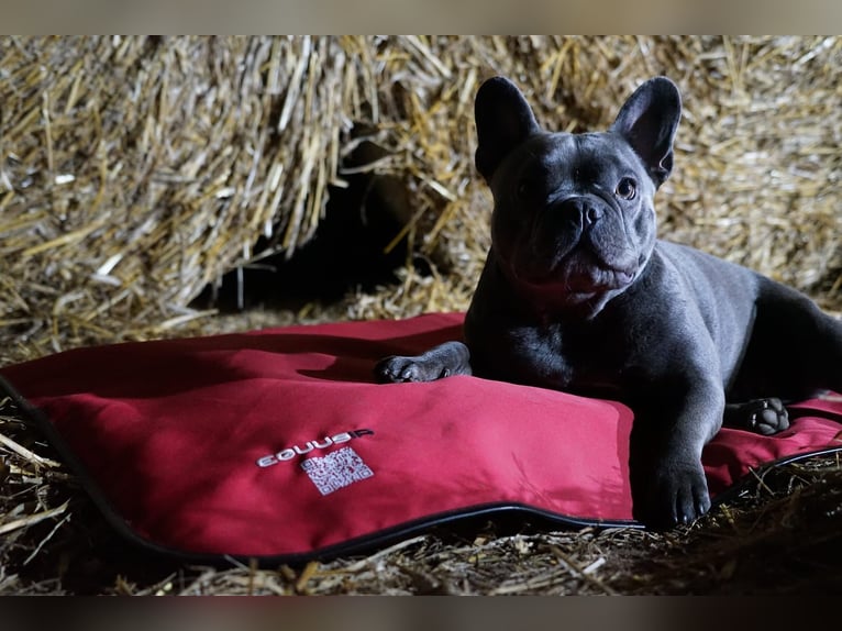 EQUUSIR BIOS HOME Hundedecke – Mehr Wohlbefinden für Deinen Hund