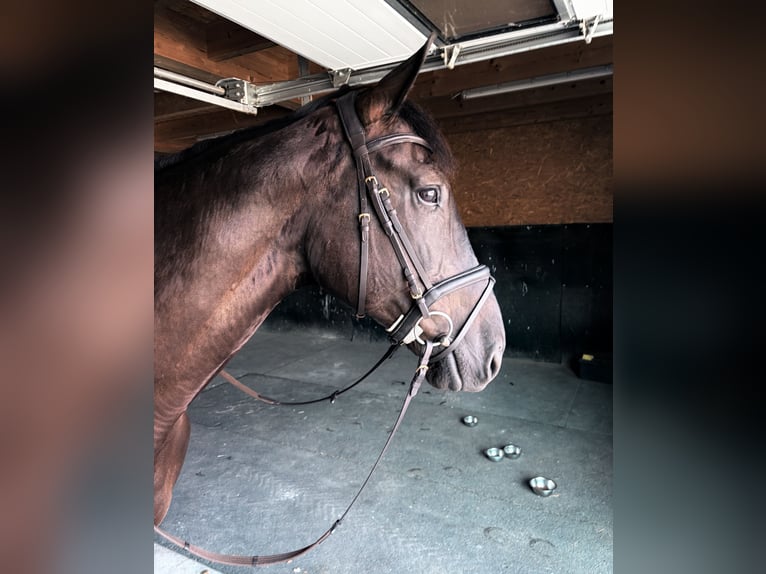 I will find the horse of your heart