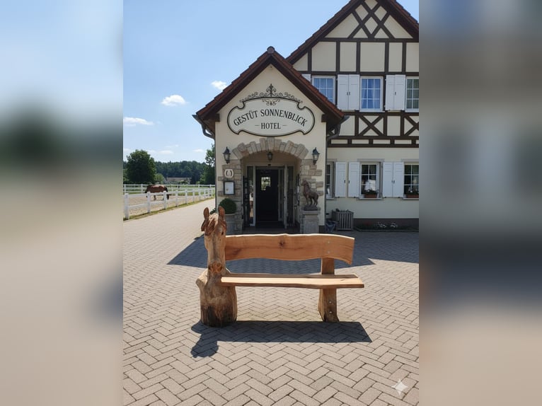Pferdebank Holzbank Eiche Pferdezubehör Gartenbank Bank Isländer