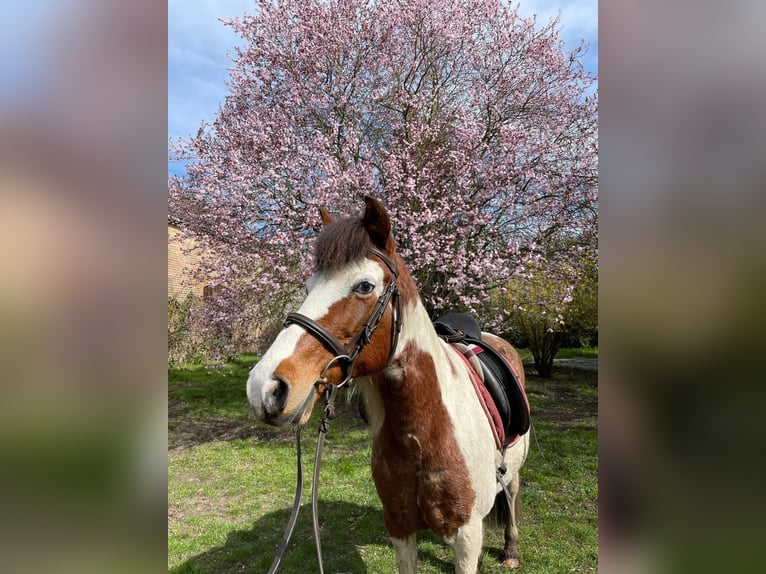 Professioneller Reitunterricht zu zweit auf zwei tollen Ponys 🐴✨