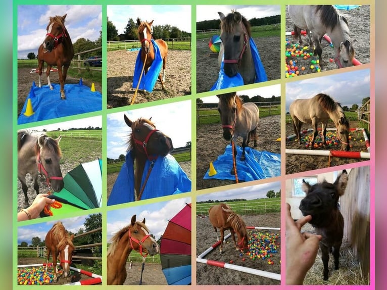 Reit-/Pflege-Beteiligung an 1 bis 2 Isländern 