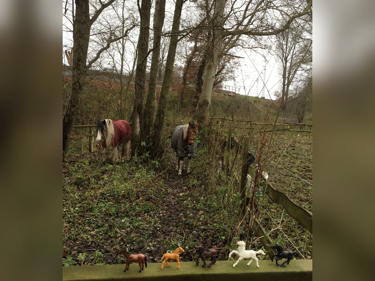 Reit-/Pflege-Beteiligung an 1 bis 2 Isländern 