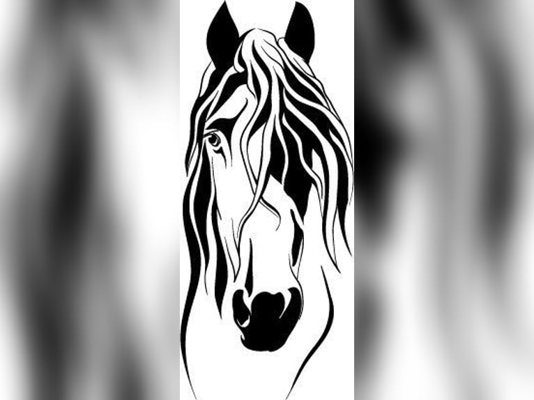 Reit-/Pflege-Beteiligung an 1 bis 2 Isländern 