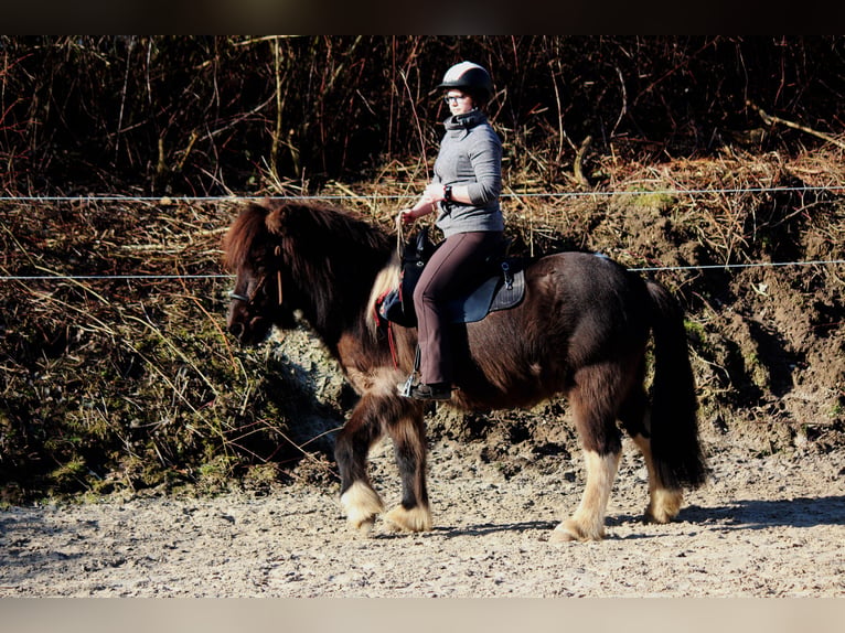 Reitunterricht Klassische Handarbeit / Bodenarbeit