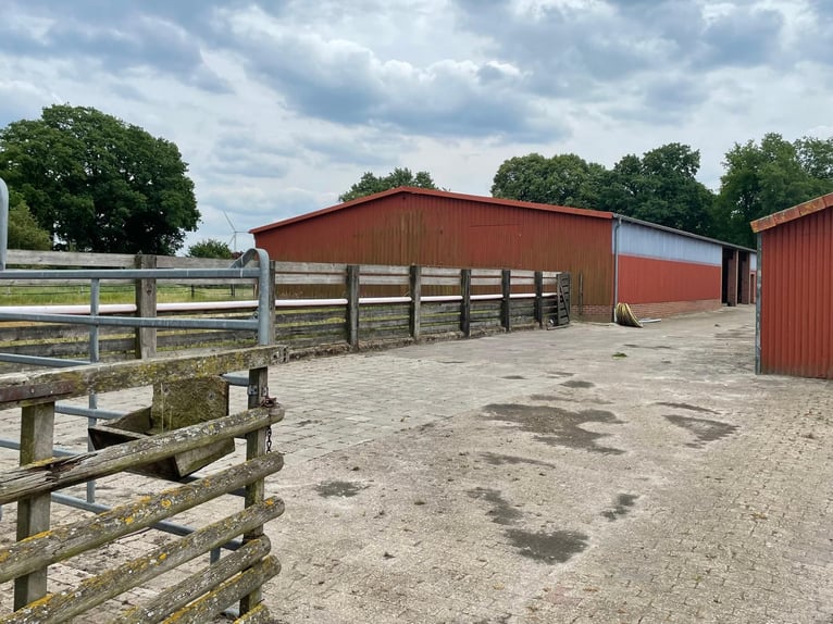 Sanierungsbedürftiger Resthof mit bis zu drei Wohneinheiten und Pferdehaltung in Apen-Godensholt