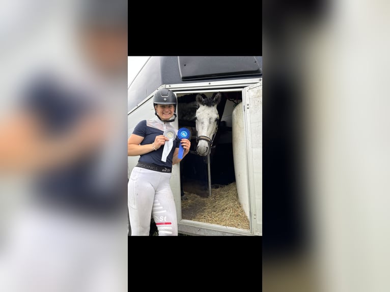 🐴✨ Werde Teil des LT Reiten Berlin Teams! ✨🐴