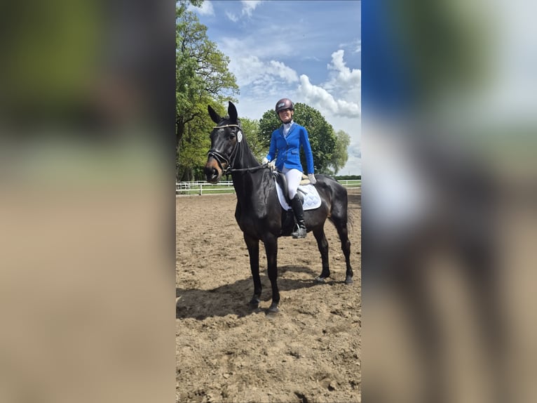 🐴✨ Werde Teil des LT Reiten Berlin Teams! ✨🐴