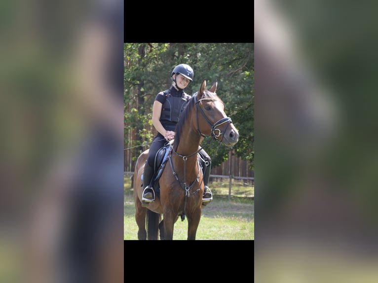 🐴✨ Werde Teil des LT Reiten Berlin Teams! ✨🐴