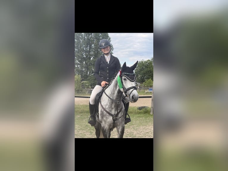 🐴✨ Werde Teil des LT Reiten Berlin Teams! ✨🐴