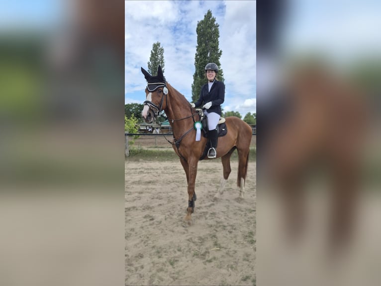 🐴✨ Werde Teil des LT Reiten Berlin Teams! ✨🐴