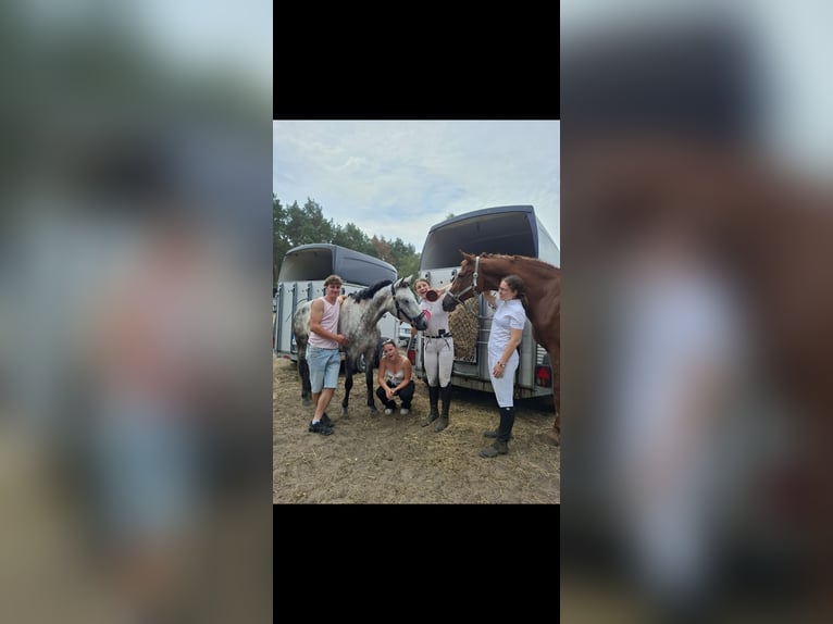 🐴✨ Werde Teil des LT Reiten Berlin Teams! ✨🐴