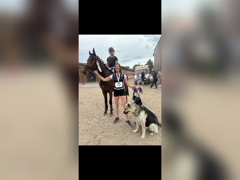 🐴✨ Werde Teil des LT Reiten Berlin Teams! ✨🐴