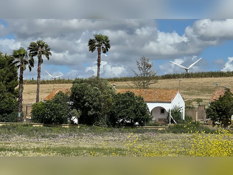 Andalusien und seine wundervollen Pferde - Jerez de la Frontera