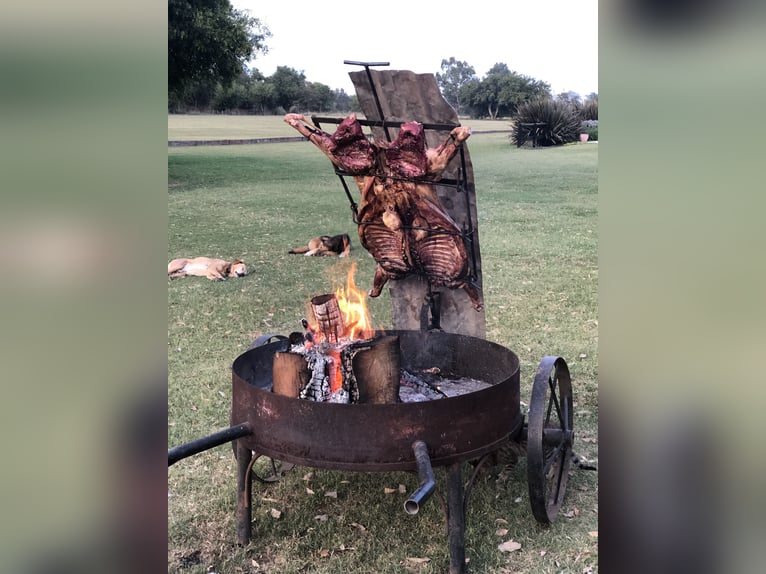 AUTHENTIC POLO RANCH NEAR BUENOS AIRES.