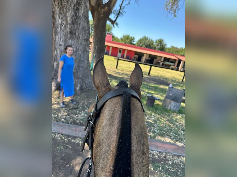 AUTHENTIC POLO RANCH NEAR BUENOS AIRES.