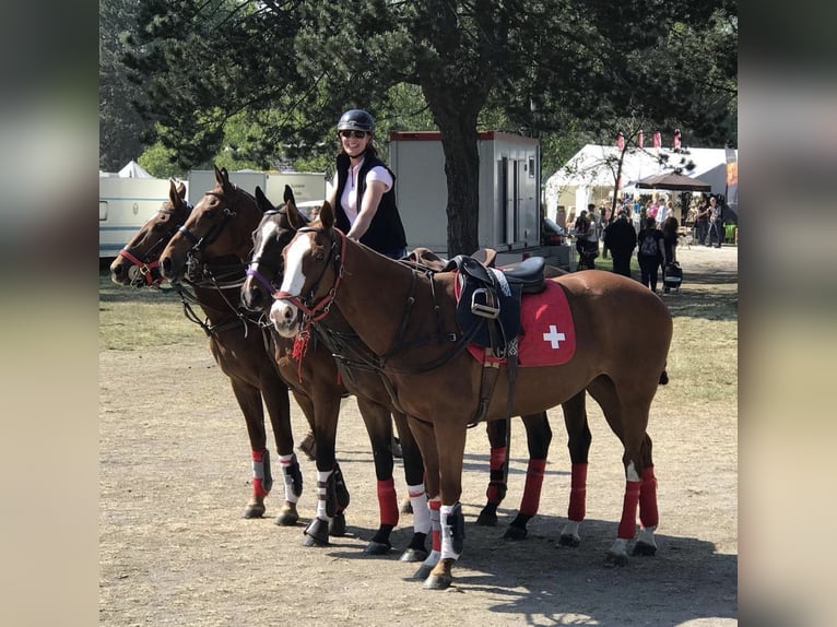 cross-country courses for beginner in Bavaria