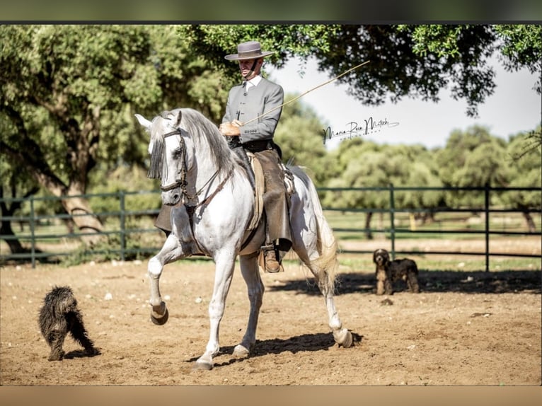 Entdecke Andalusiens Pferdewelt