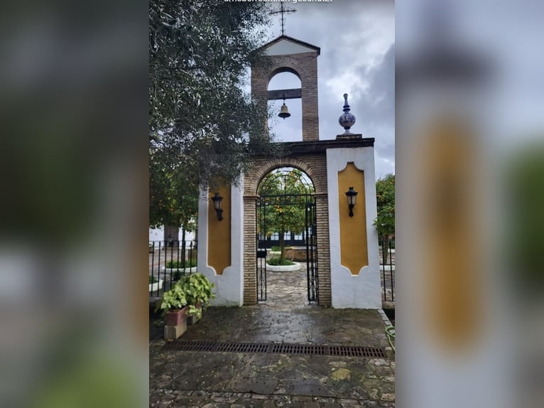 Entdecke Andalusiens Pferdewelt