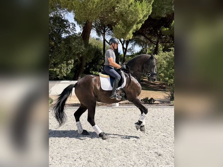 Exklusive Reitferien der Extraklasse auf  Lusitano Masterhorses