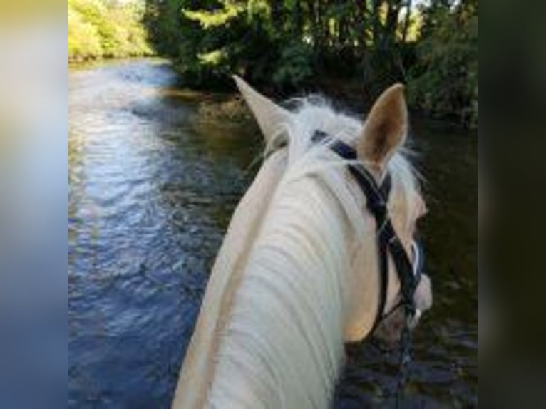 PARTEZ EN VACANCE AVEC VOTRE CHEVAL 