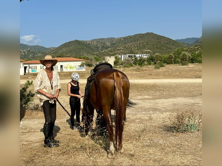 Reiten und Urlaub am Meer für Singels oder Freunde Max. 2 Personen PindosHorseLand