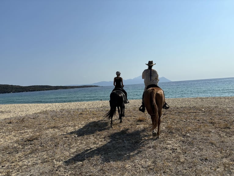 Reiten und Urlaub am Meer für Singels oder Freunde Max. 2 Personen PindosHorseLand