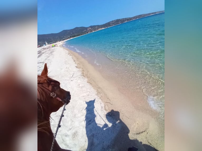 Reiten und Urlaub am Meer für Singels oder Freunde Max. 2 Personen PindosHorseLand