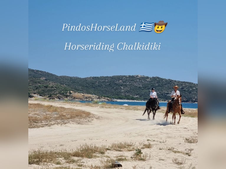 Reiten und Urlaub am Meer für Singels oder Freunde Max. 2 Personen PindosHorseLand