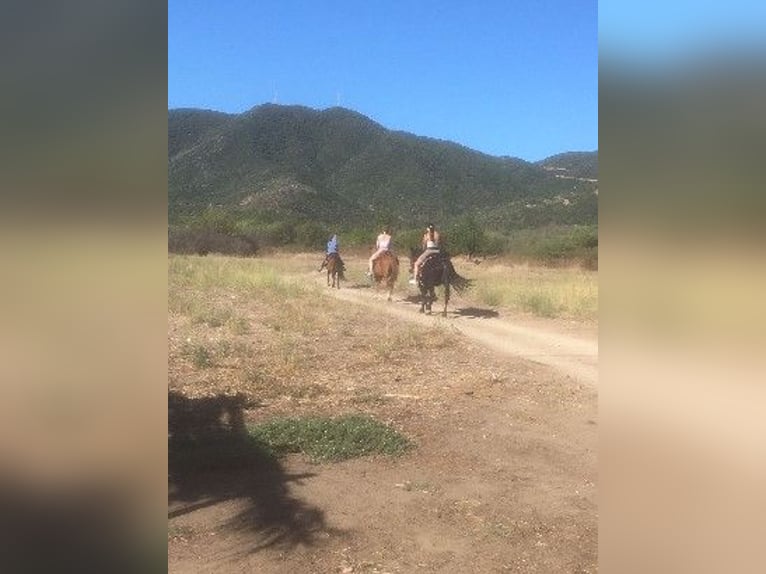Reiten und Urlaub am Meer für Singels oder Freunde Max. 2 Personen PindosHorseLand
