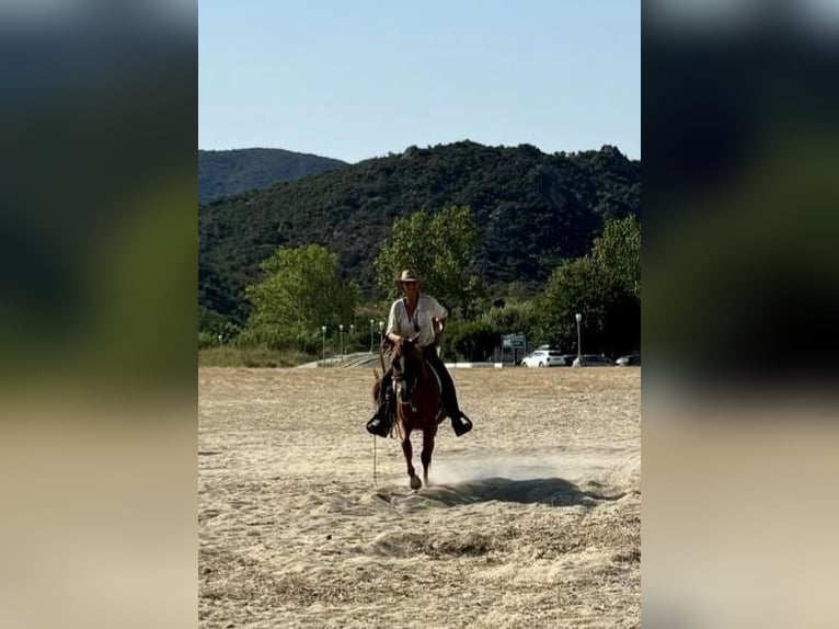Reiten und Urlaub am Meer für Singels oder Freunde Max. 2 Personen PindosHorseLand