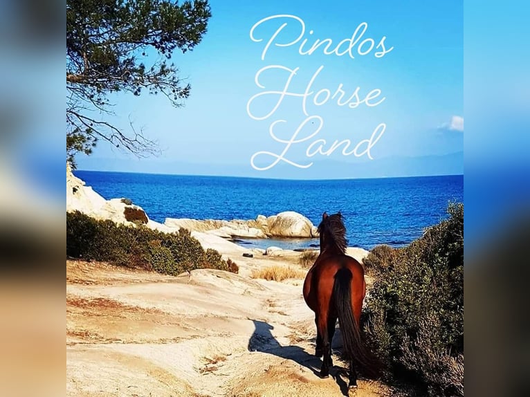 Reiten und Urlaub am Meer für Singels oder Freunde Max. 2 Personen PindosHorseLand