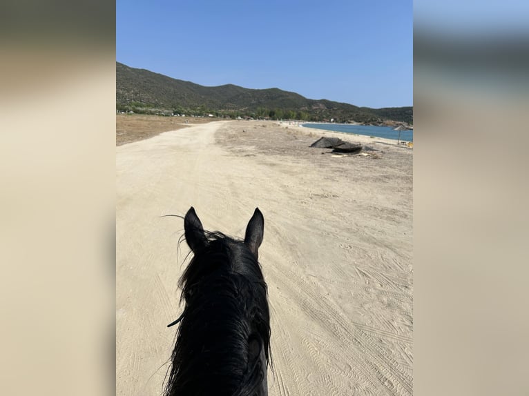 Reiten und Urlaub am Meer für Singels oder Freunde Max. 2 Personen PindosHorseLand