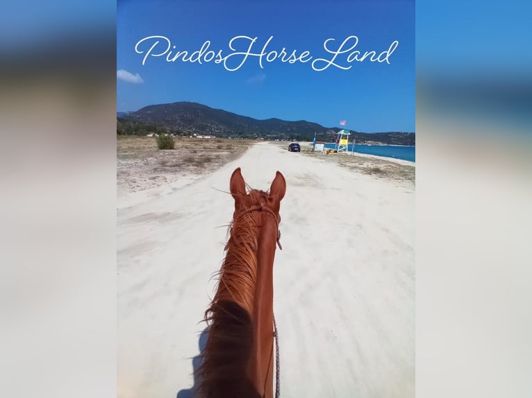 Reiten und Urlaub am Meer für Singels oder Freunde Max. 2 Personen PindosHorseLand