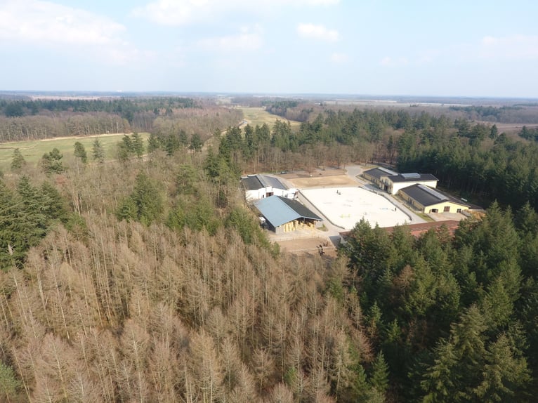 Seele baumeln lassen mit Ihren liebsten Vierbeinern im wunderschönen naturnahen Schlossgestüt Gadow