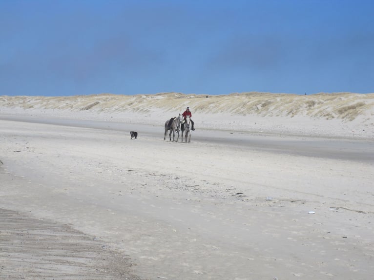 Dänemark Urlaub mit deinem eigenem Pferd 