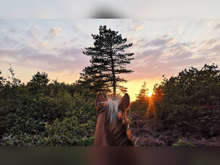 Dänemark Urlaub mit deinem eigenem Pferd 