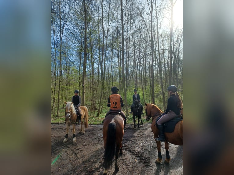 Gastboxen für Urlaub mit Pferd oder nur auf der Durchreise