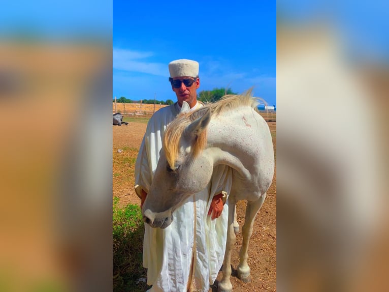 Hand gegen Reiterurlaub am weißen Sandstrand von Hammamet