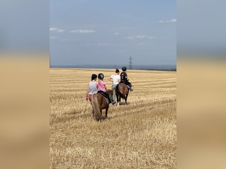 Ferien auf dem Ponyhof - Reiten